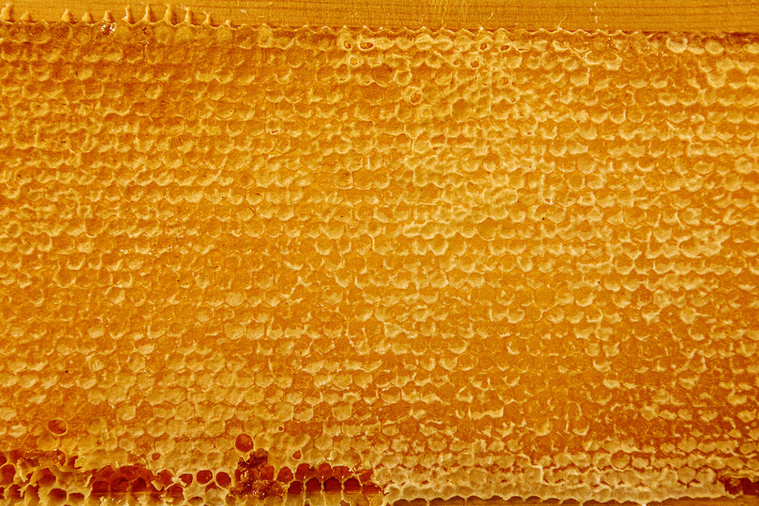 Honeycomb frame fresh from a hive.