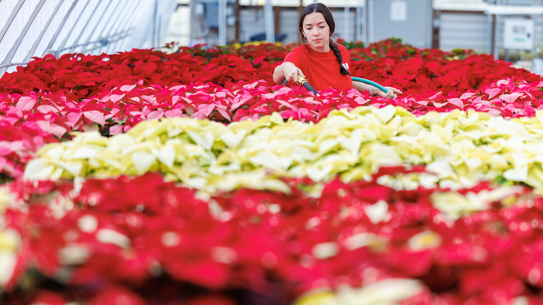 Haley Kelment waters a sea of poinsettias in the Teaching Greenhouse West on East Campus.