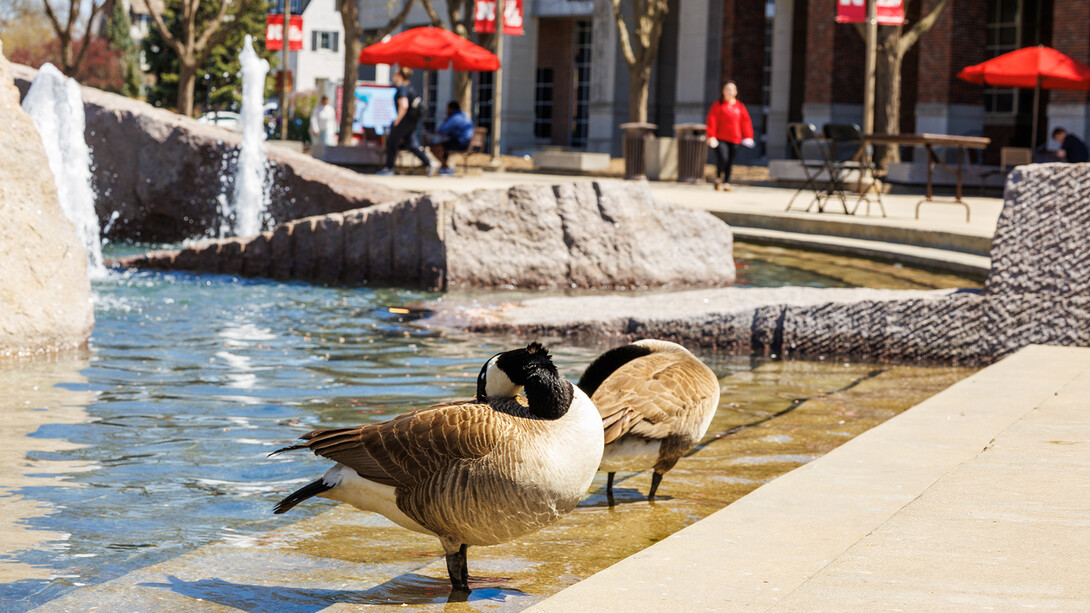 A pair of Canada geese made a splashy spring break stopover in Broyhill Fountain, pausing for a rest and a rinse during their seasonal migration. The feathered visitors have turned heads as they waddle, honk and soak up the sun in true Husker style.