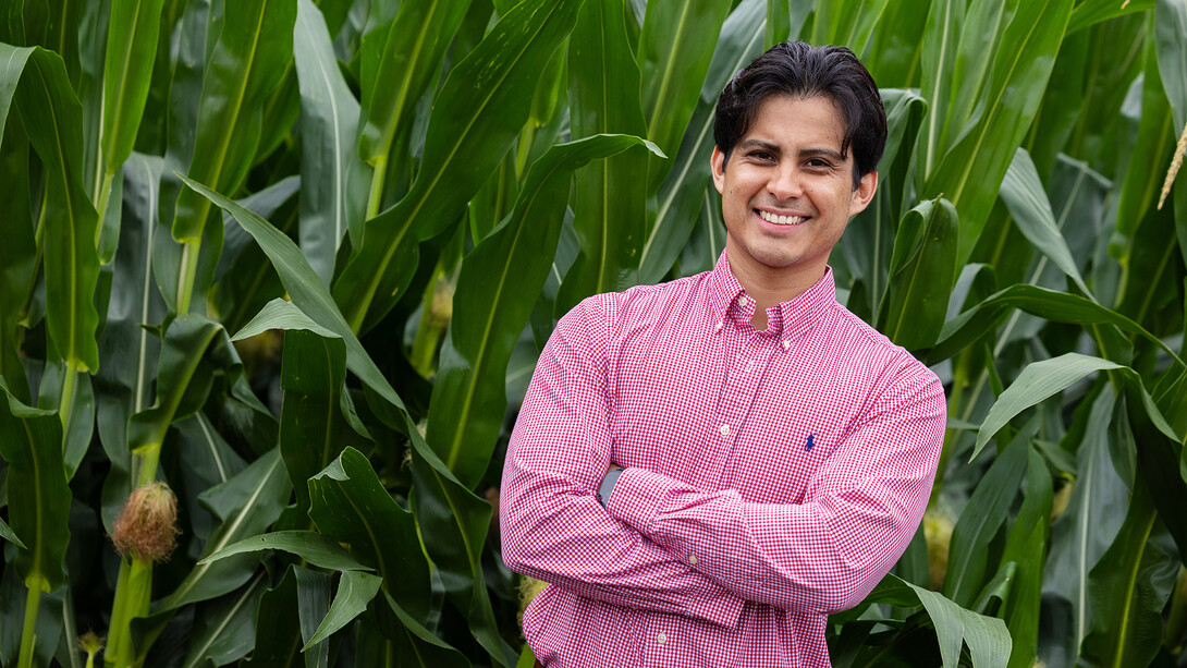 culture, checks on corn growing in a, East Campus nursery plot used by the Schnable Lab team. 