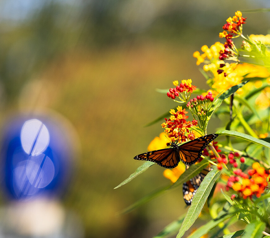 A monarch rests on an orange and yellow-flowered plant outside Sheldon Museum of Art.