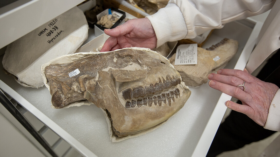 A fossil skull of a heracodon, an extinct small rhino, that was found in the White River Formation.