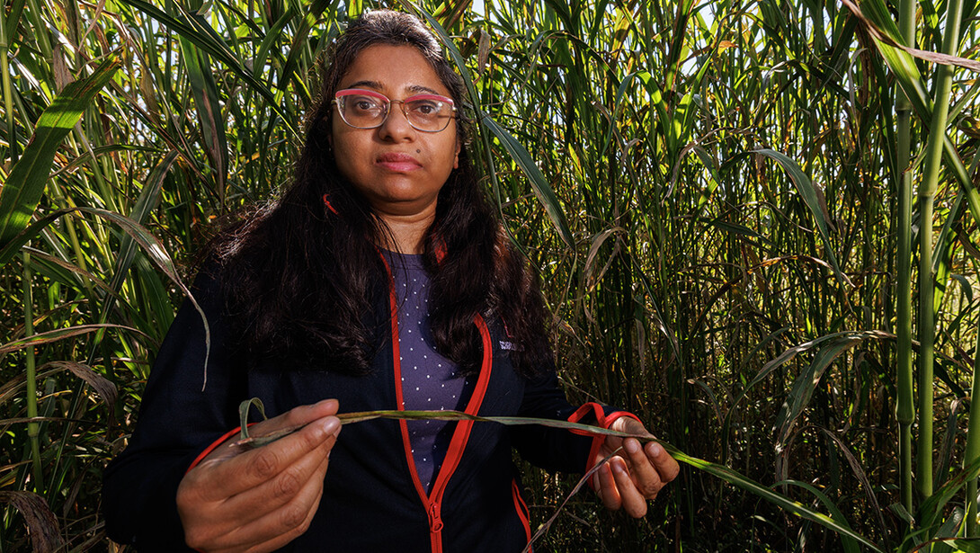 A woman with brown skin and dark, long hair in a purple t-shirt, a black jacket and red glasses holds the leaf of a corn plant in a field.