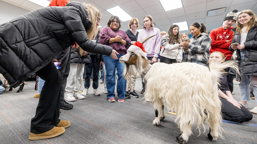 Huskers took the chance to de-stress ahead of finals through a Dec. 15 "Meet the GOATs" event at Love Library. Students offered pets and animal crackers to Dobby the goat, enjoying a fun, furry break from studying. Hosted by Shepard’s Rest Goat and Sheep Rescue, the event gave students a lighthearted way to relax before the busy week ahead.