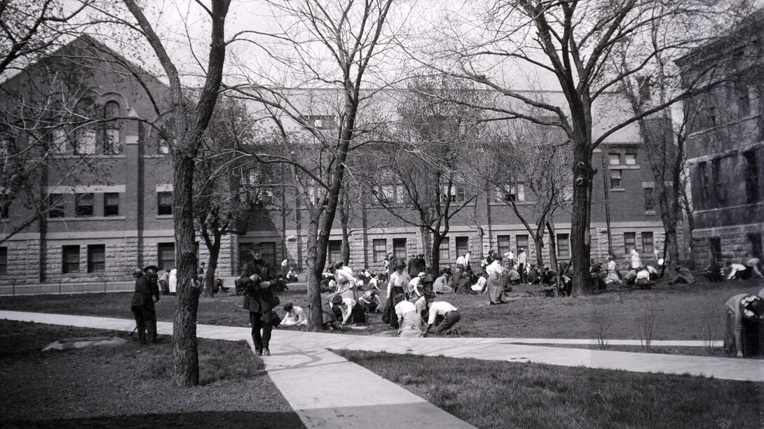 Students, faculty and staff scour the university grounds to eliminate dandelions in spring 1911. 