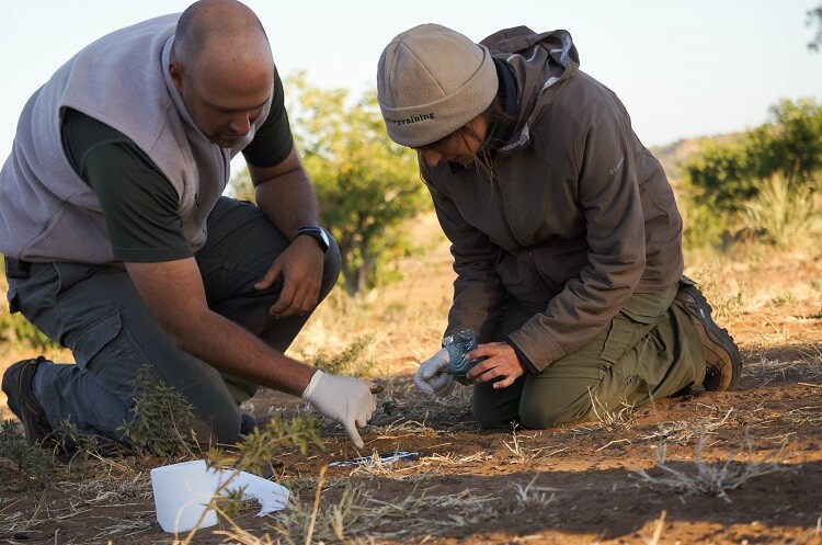 Andrei Snyman and Audra McCaslin work on casting a track of a lion footprint during the UNL study abroad trip to Botswana, Africa.