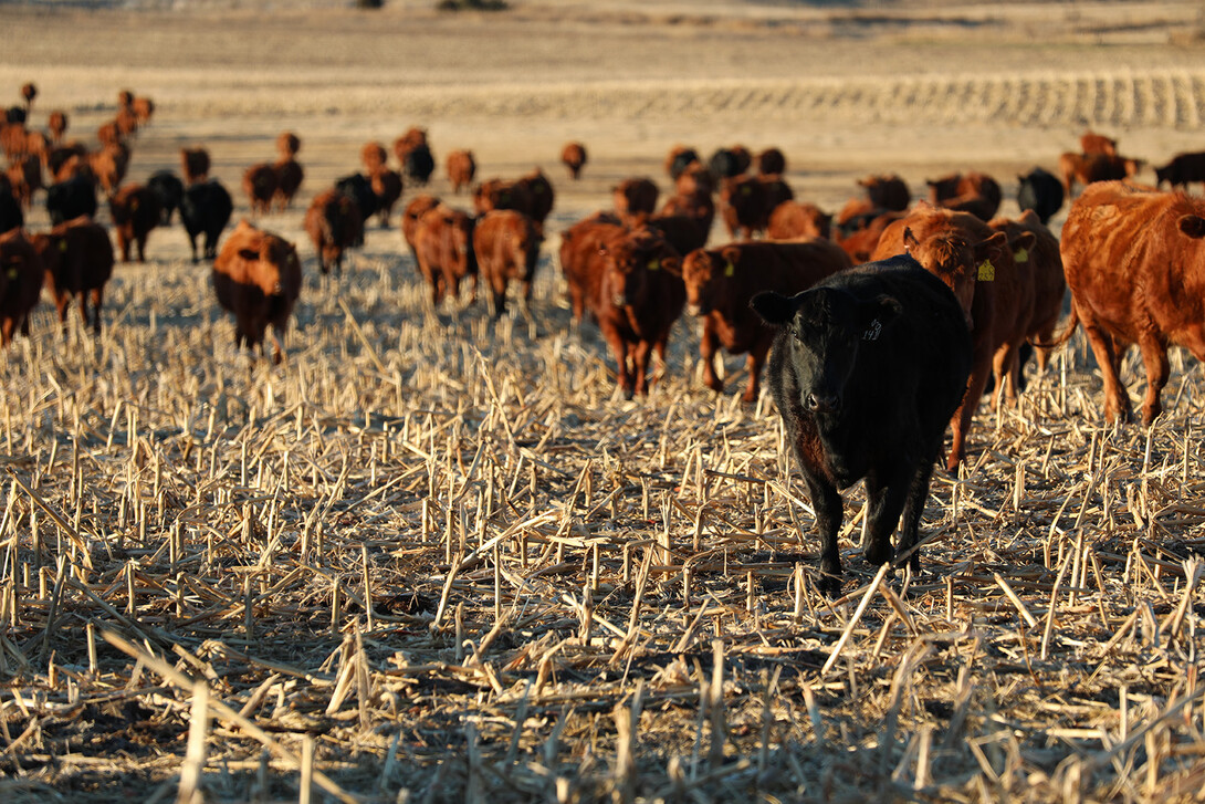 Cattle stand in a field of harvested corn stalks.