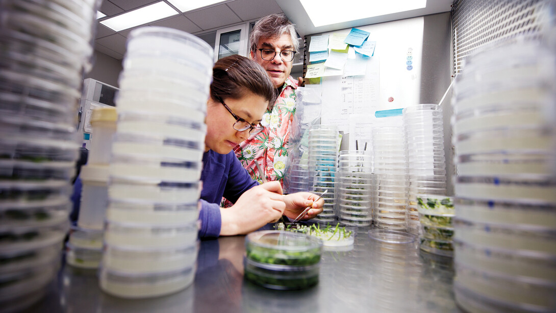 Lili Hou, a postdoctoral research associate, and Tom Clemente, Eugene W. Price Distinguished Professor of Biotechnology, examine sprouts in a Beadle Center lab.