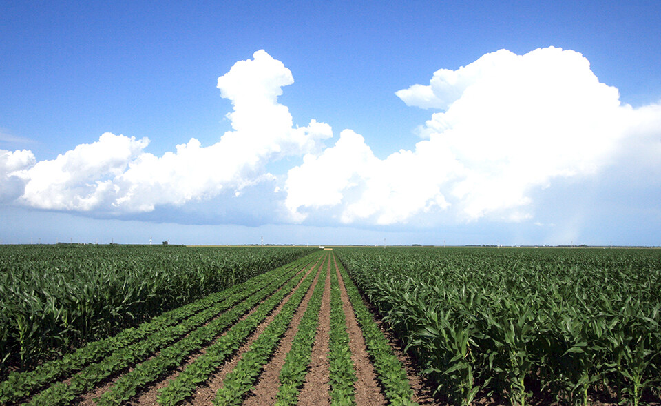 Corn Field