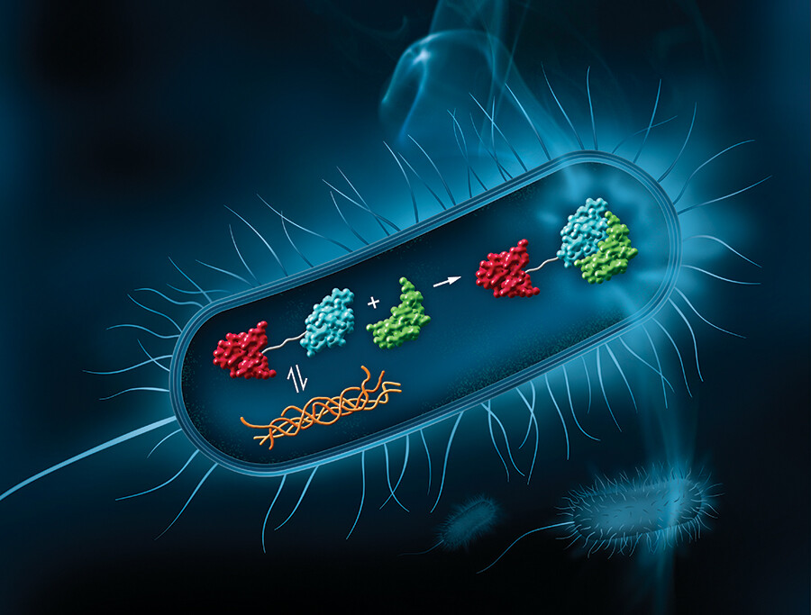 An illustration showing self-assembling enzyme fragments (blue and green) used to monitor the disease-related aggregation of protein (red) in a bacterium. The joining of these enzyme fragments, which can be interrupted by protein aggregation (orange), produces blue luminescence in a new screening technique developed by UNL chemists.