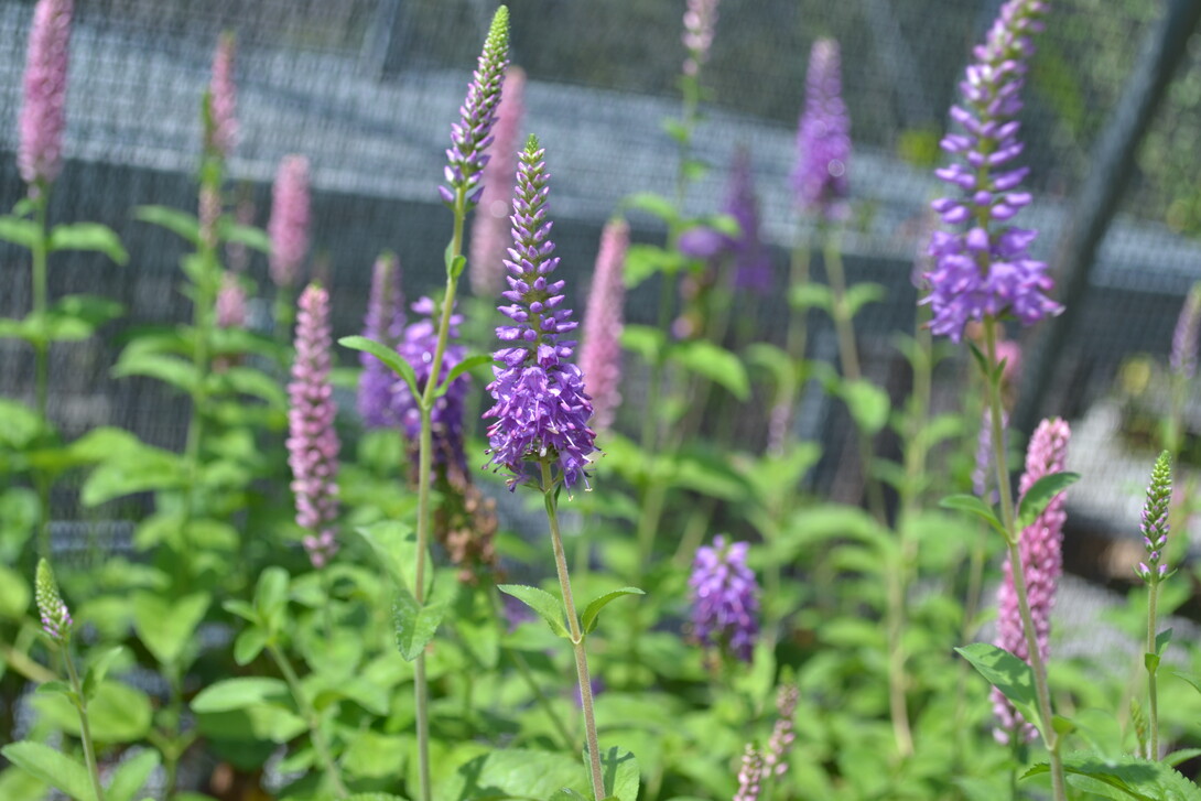 The NSA spring plant sales feature native perennials, trees and shrubs. 