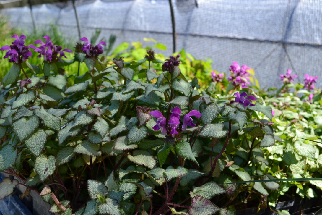 The Nebraska Statewide Arboretum will host five plant sales in June. 