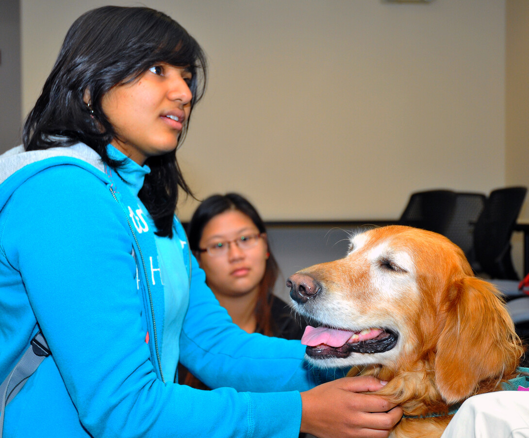 Som Pulumati, a sophomore actuarial science major from India, pets Heidi, a golden retriever during the Healing Hearts Therapy Dog visit on Oct. 15. Pulumati is talking with Heidi's owner Joy Blythe (not pictured).