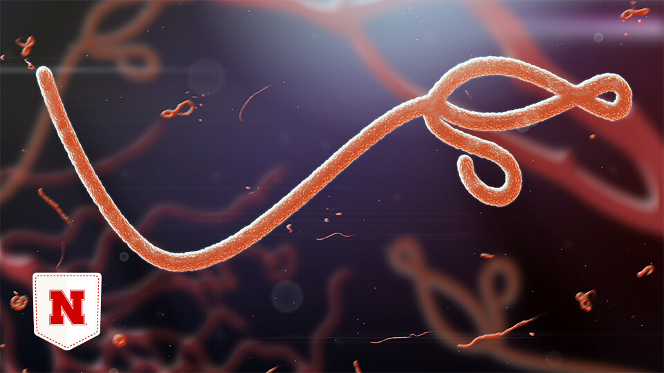 A rendering of the Ebola virus