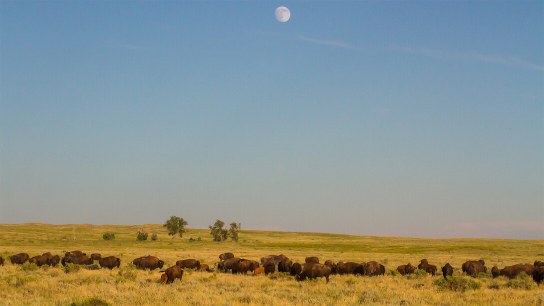 Herd of plains bison