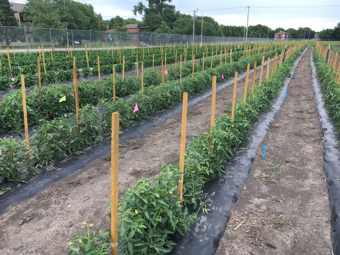 Tomato and pepper plants that include bioplastic film grow on East Campus test plots. The film was developed by 15 researchers from the University of Nebraska–Lincoln, Kansas State University and South Dakota School of Mines and Technology.