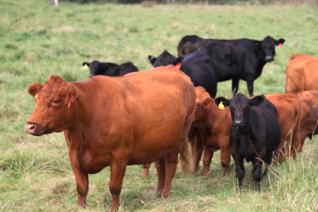 A newly launched study examines rancher preferences for grassland conservation programs. 