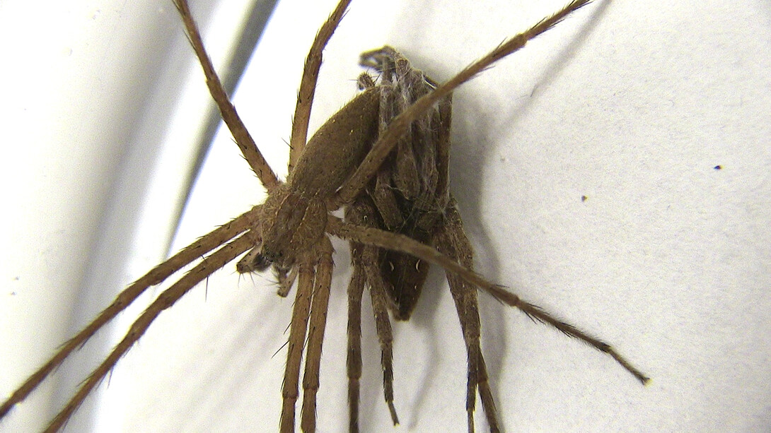 A male nursery-web spider is shown wrapping his female partner's forelegs prior to sex. A study from UNL researchers found that males engaging in the practice survived sexual encounters about seven times more often than those that did not.