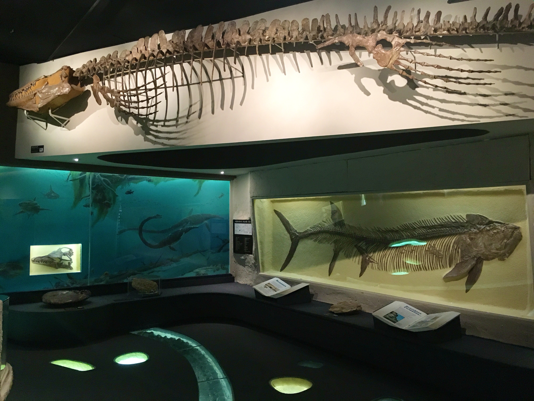 Morrill Hall exhibitions feature creatures that once thrived in the shallow inland sea that covered Nebraska some 100 million years ago.