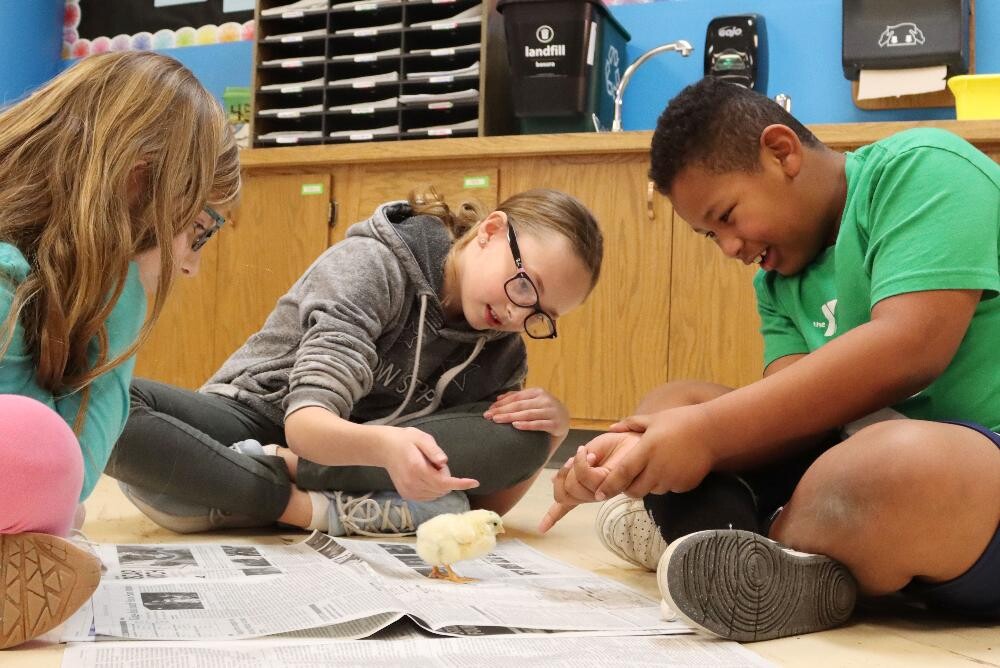 Cavett Elementary School students enjoy petting a chick this winter at the conclusion of the embryology unit.