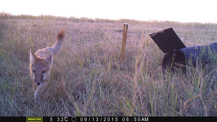 A swift fox as captured by a camera trap set up by researchers with the Nebraska Canid Project.