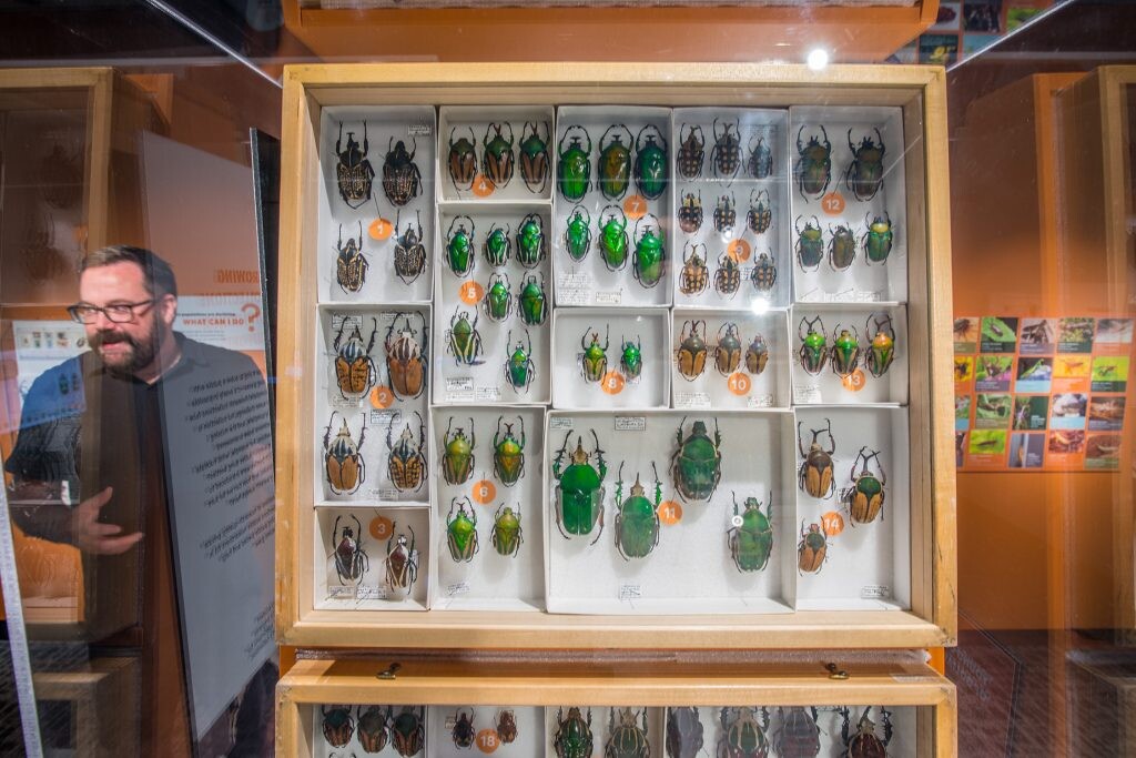 MJ Paulsen is reflected in the glass surrounding a large display of very large insects.