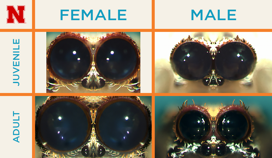 Male vs. Female Eyes
