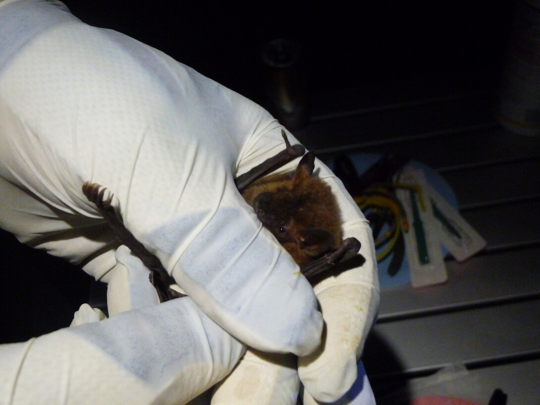 A researcher allows a captured big brown bat to bite because it calms the creature. Researchers wears leather gloves covered by rubber gloves to protect against bites and to avoid spreading white-nose syndrome.