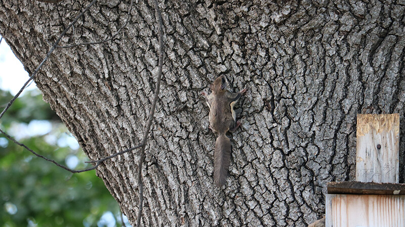 A southern flying squirrel ventures from the nesting box near the Maxwell Arboretum on East Campus.