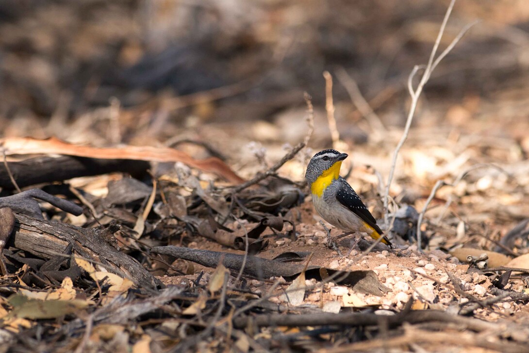 A male spotted pardalote (one of the study species) is shown outside a nest at the field site in Brookfield Conservation Park, Blanchetown, South Australia. | Photo courtesy Allison Johnson