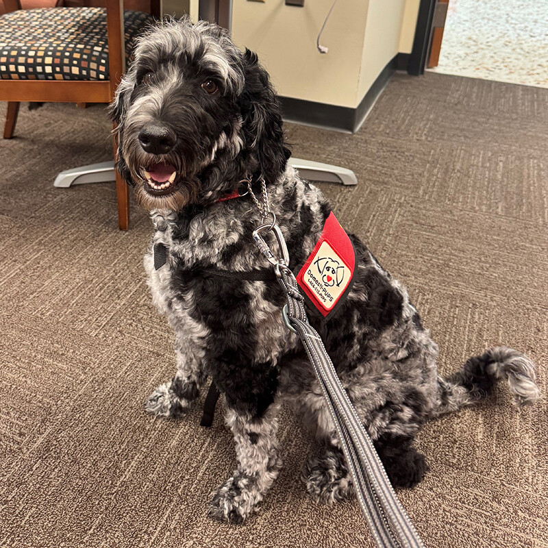 River, a black and white labradoodle, sits with a red vest around his torso.