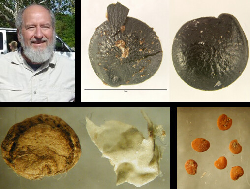 Research led by UNL's Karl Reinhard utilized fossilized feces to examine the link between Native Americans and diabetes. Pictured is Reinhard; black chenopodium seeds; orange wolfberry seeds; and a seed and tissue from a prickly pear.