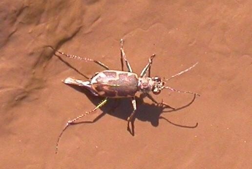 A Salt Creek Tiger Beetle