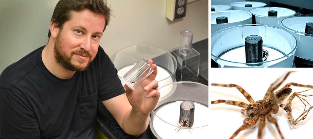 Steven Schwartz, a post-doctoral researcher, discovered that the mating habits of dark fishing spiders include both cannibalism and male self-sacrifice.