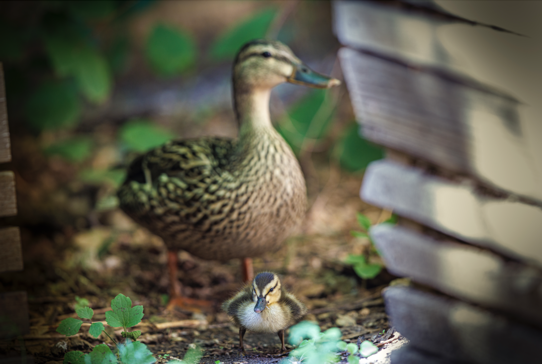 hen watches over her duckling