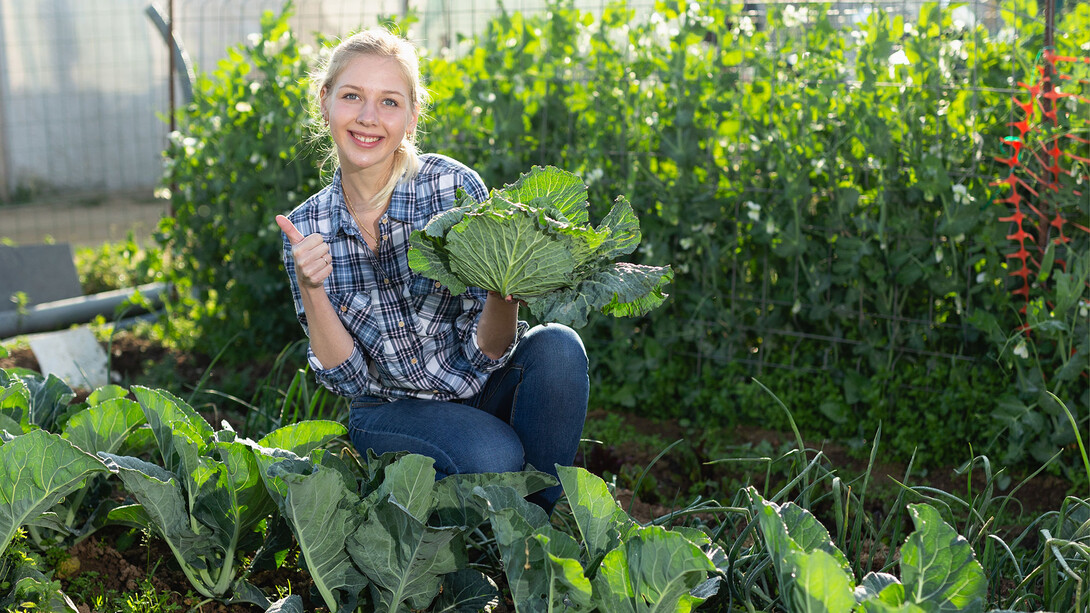 The Biggest Grower competition, hosted by the Department of Agronomy and Horticulture and Nebraska Extension, returns for its third year in May.