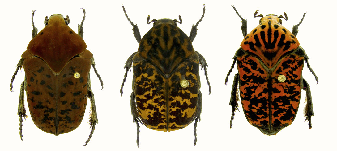 Three new species of Scarab beetles named by Brett Ratcliffe in honor of the dragons in the "Game of Thrones" series are (from left) Gymnetis drogoni, Gymnetis rhaegali and Gymnetis viserioni. Images are not to scale.