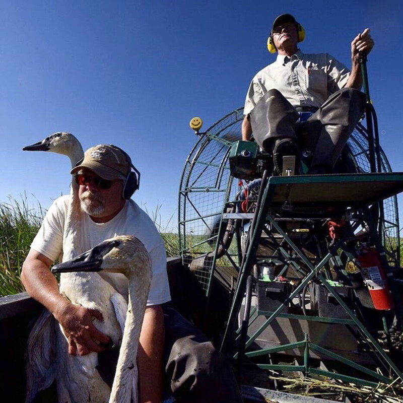Mark Vrtiska holds a swan while in a small boat, a bright blue sky in the background, alongside a man sitting next to him in a white shirt and black pants.