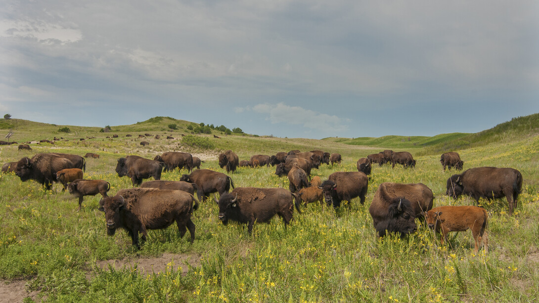 Four years later, bison graze in Sandhills grasslands that quickly recovered after a 2012 wildfire. In the distance, fire damage lingers in a wooded area of the Niobrara Valley Preserve. 