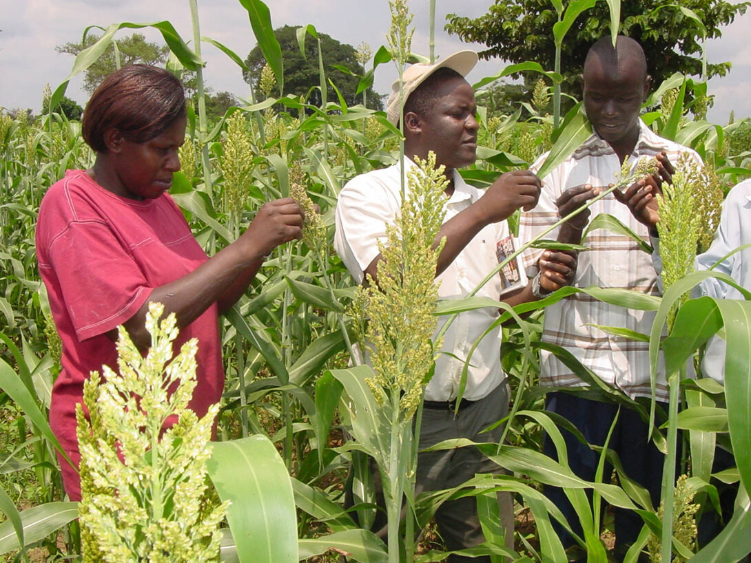 A team led by Kayuki Kaizzi (center) conducted research to determine 15 crop-nutrient response functions, which were then integrated by UNL collaborators into the Uganda Fertilizer Optimization tool.