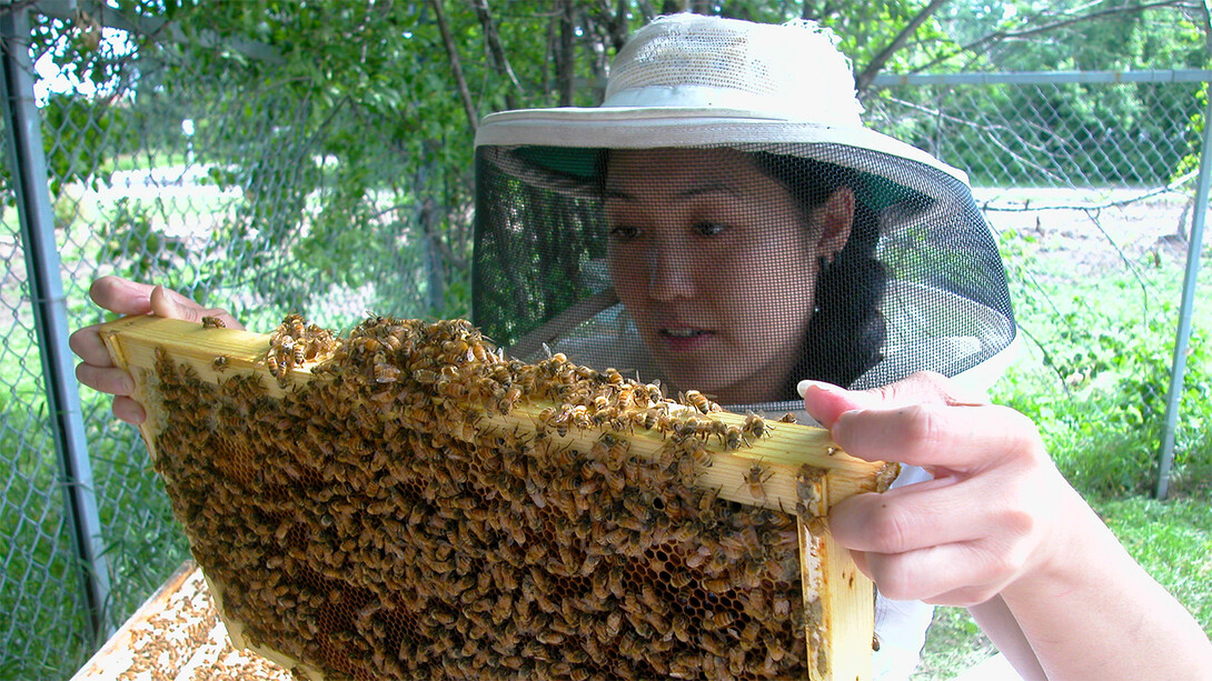 Judy Wu-Smart, an entomologist at the University of Nebraska-Lincoln, has co-authored new research suggesting that a popular class of nicotine-based insecticides have substantial effects on honey bee colonies.