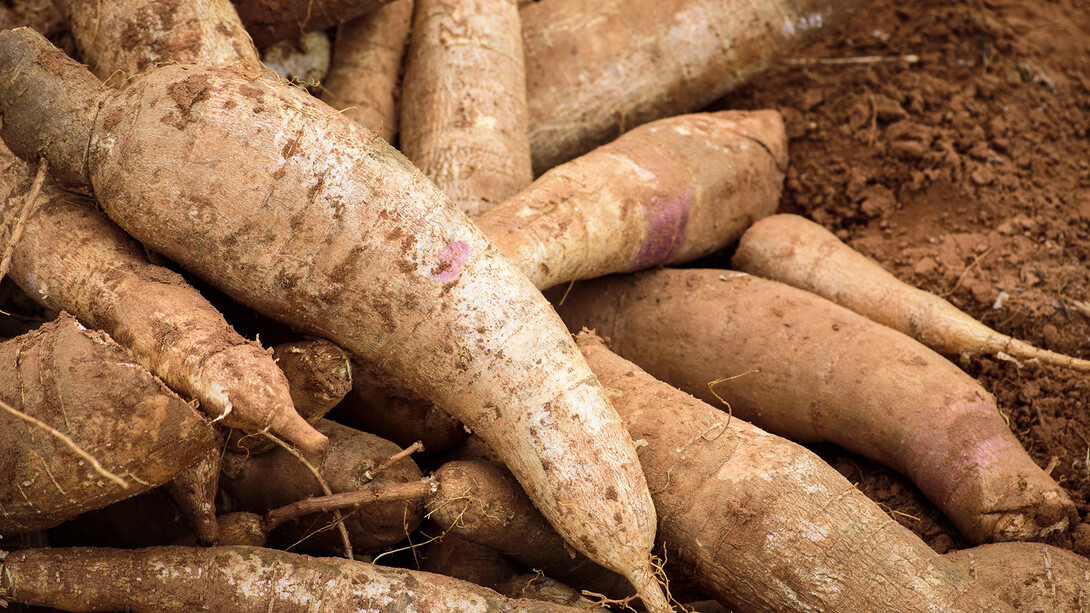 Cassava roots resting in a field.