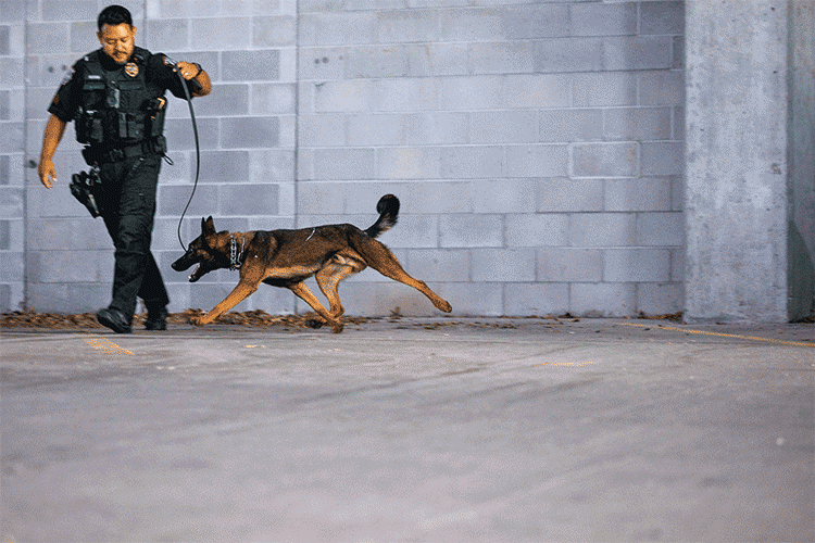 Dodger sniffs out a scent during a training exercise.