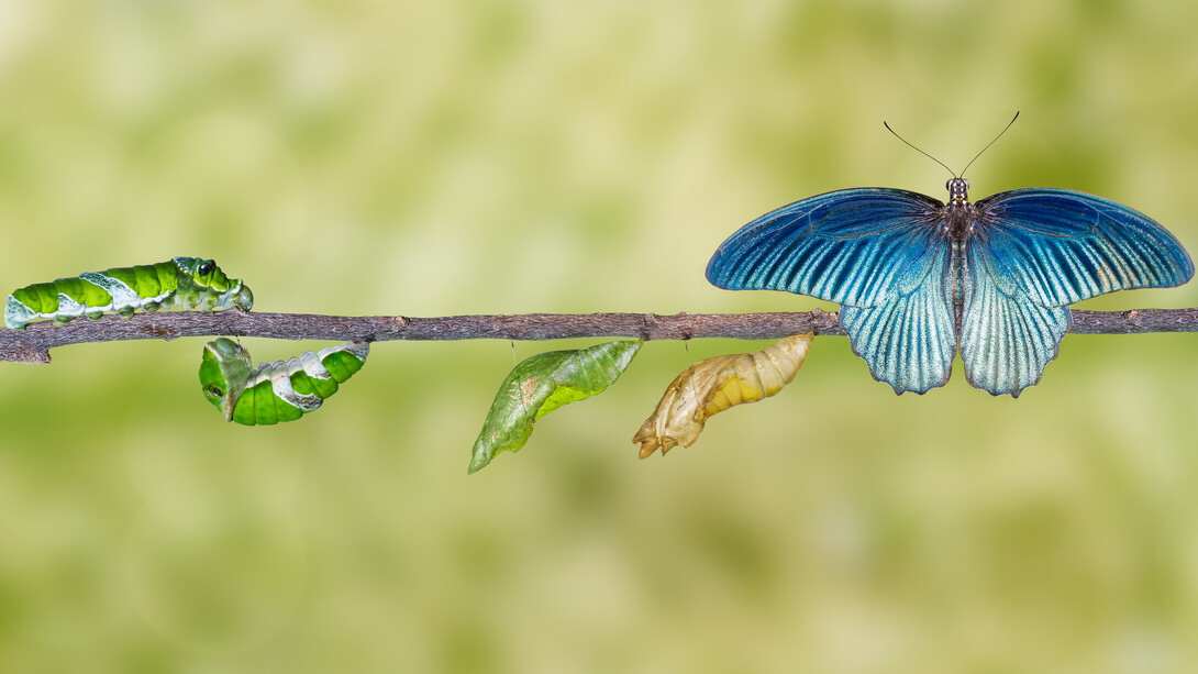 The university will hold a workshop for adults interested in learning more about insects. Pictured above is the life cycle of a great Mormon butterfly.