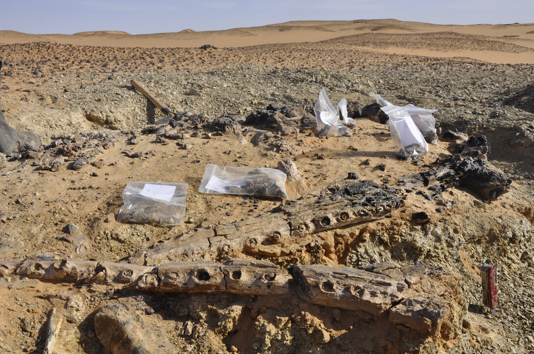 Fossils uncovered by Johannes Müller in Sudan. Müller will discuss the discoveries in a 5 p.m. March 28 lecture in Morrill Hall.