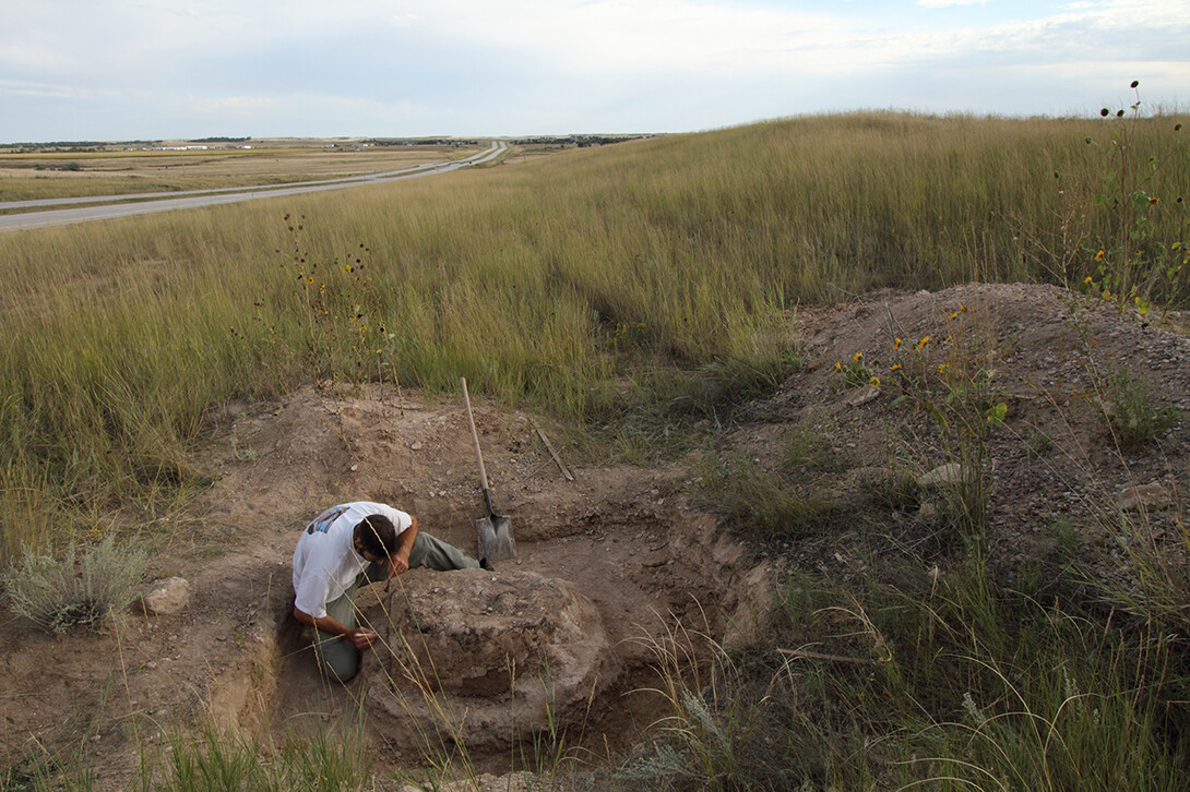 A man digs around a fossil beside the highway.