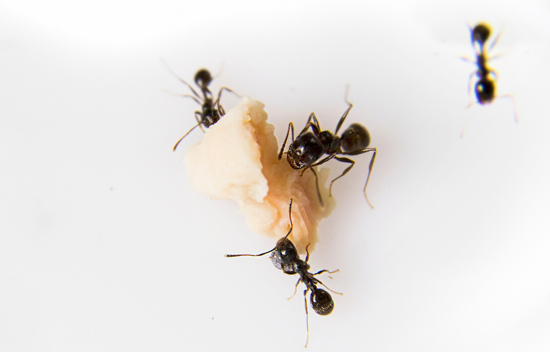 Black ants forage a crumb on a white surface