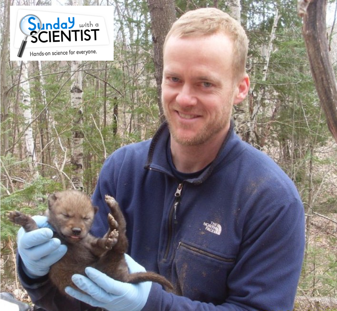 Dr. John Benson will share about his research with coyotes for Sunday with a Scientist participants this Sunday, January 31st.