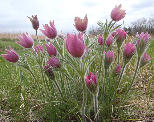 Pasqueflower is a sure sign of spring.