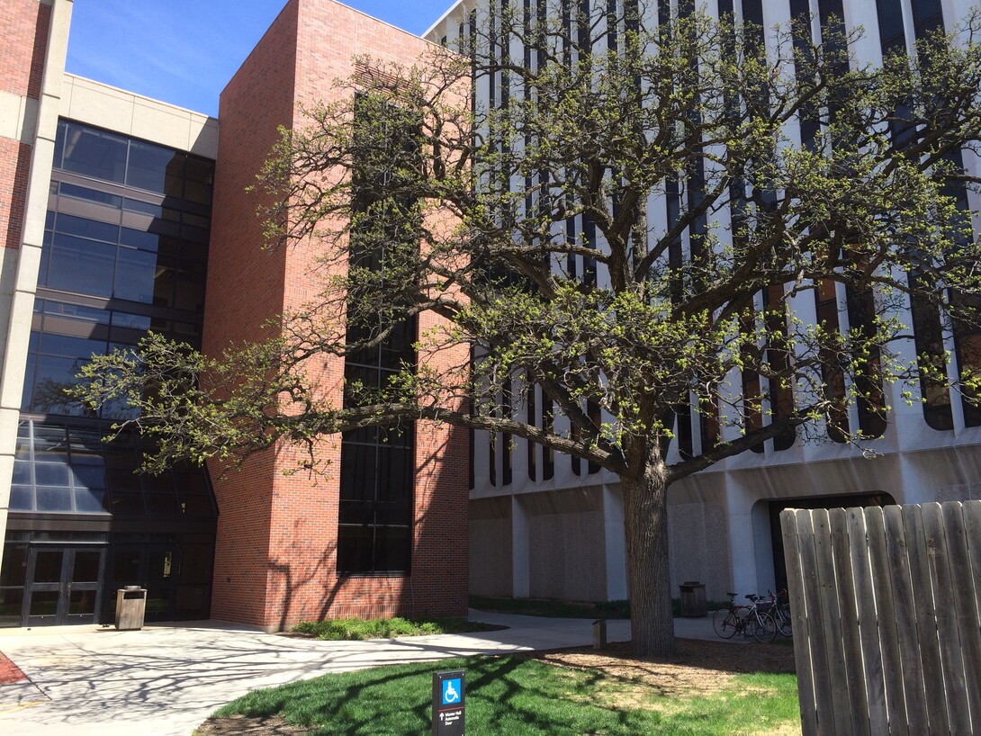 The Burr Oak tree located on the south side of Manter Hall.